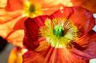 Iceland poppy Art Print